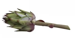 Chic Antique Fleur Artischocke