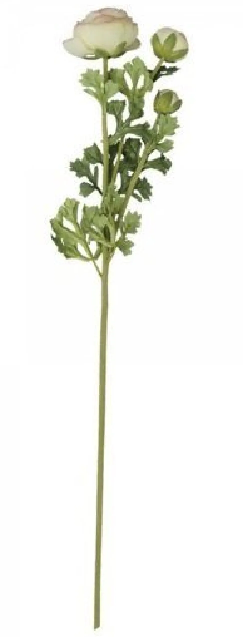 Chic Antique Fleur Butterblume melone
