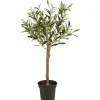IB Laursen Olivenbaum in Topf